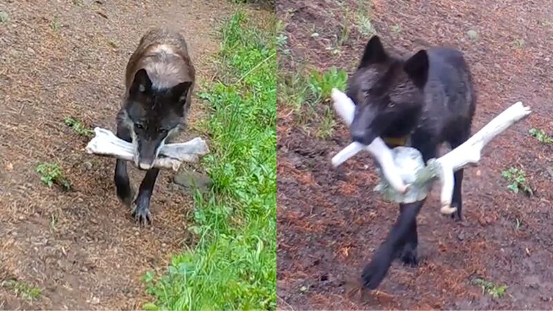 The National Park Service released video which shows adult wolves bringing toys for their pups...