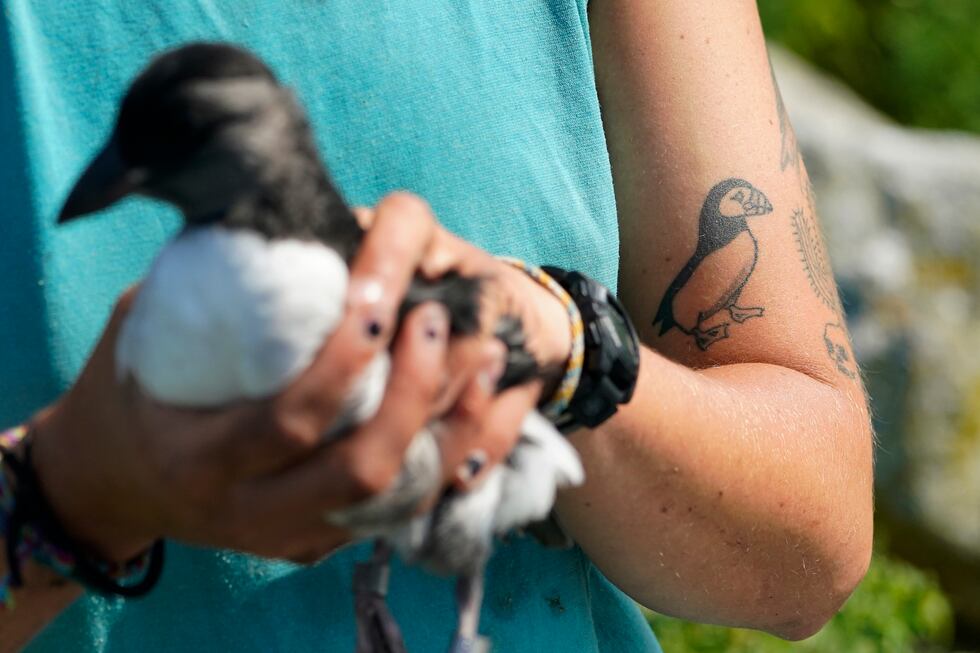 A biologists's affection for puffins is tattooed on her arm on Eastern Egg Rock, Maine,...