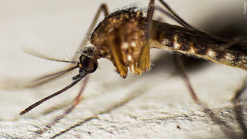 Warmer temperatures and more rain make it easier for mosquitoes, the vectors responsible for...