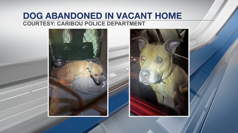 Dog abandoned in vacant home