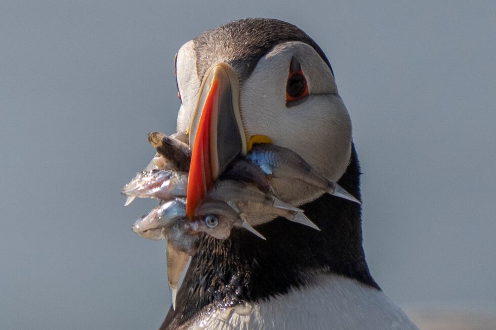 An Atlantic puffin clamps down on baitfish it will feed to a chick on Eastern Egg Rock, Maine,...