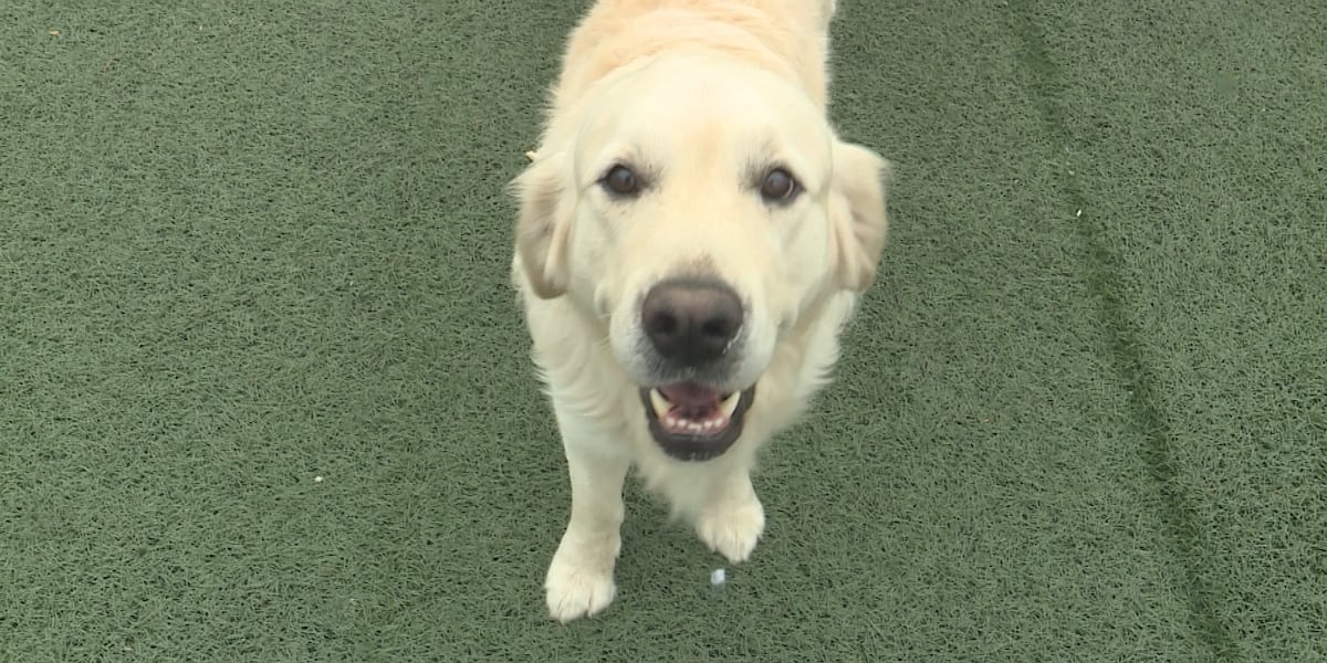 Maine dog trainers work toward international accreditation Maine dog trainers work toward international accreditation