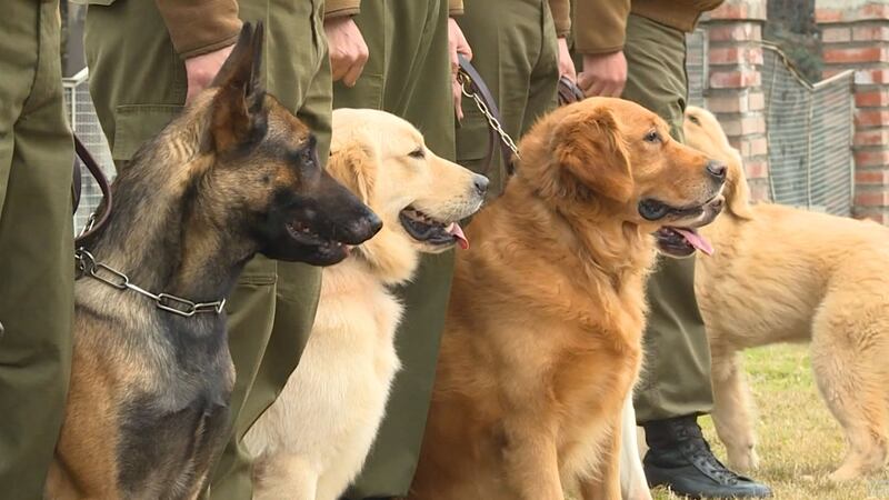 Some countries are exploring the possibility of using those types of dogs as a rapid,...