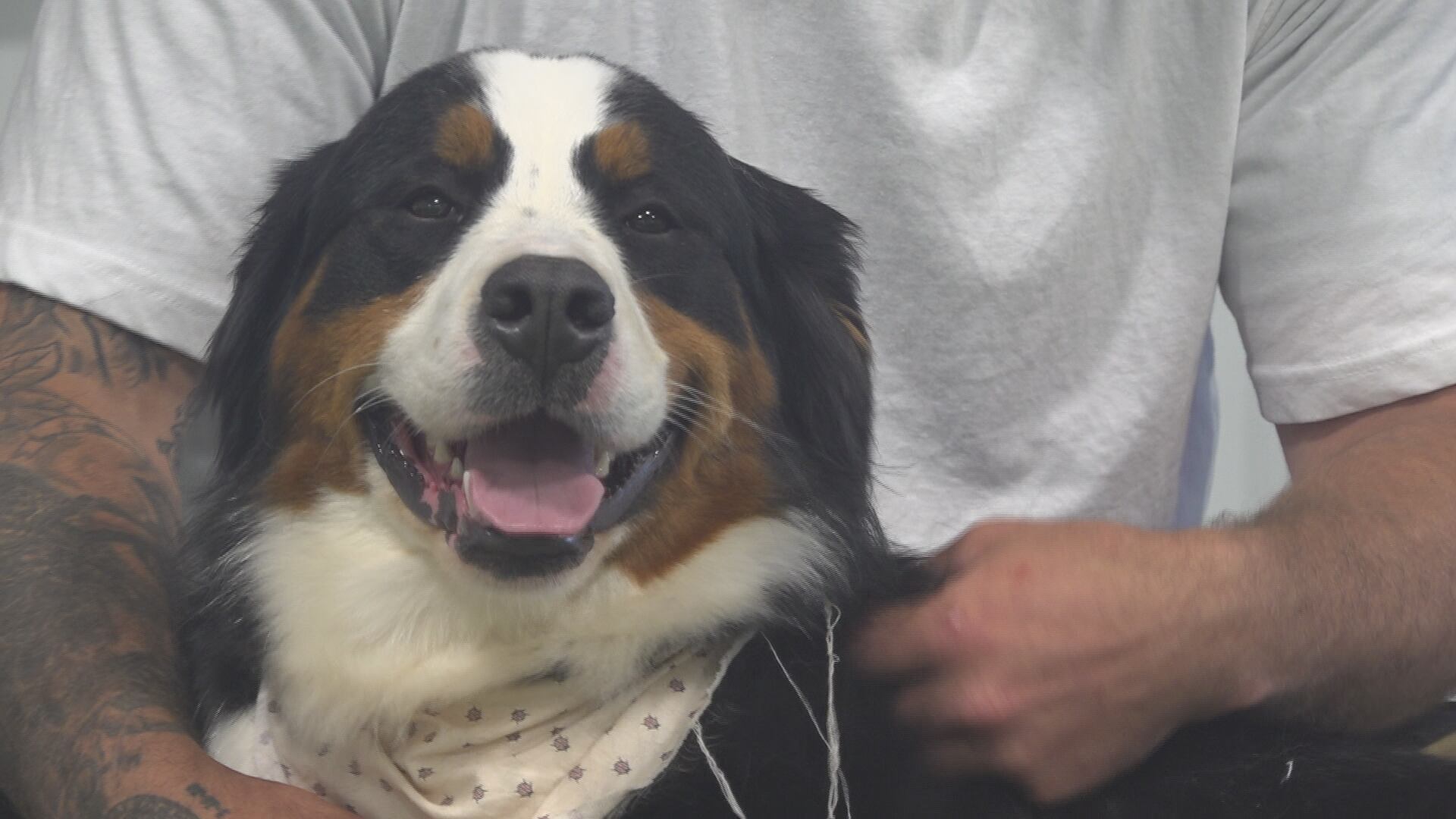 Marino Project to gift Maine Veteran with a service dog - Vimarsana News