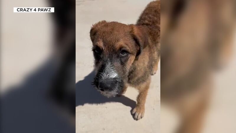 An animal rescue has since named the pup Sammy.