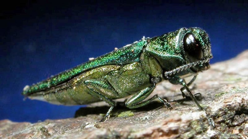 FILE - This undated photo provided by the Minnesota Department of Natural Resources shows an...