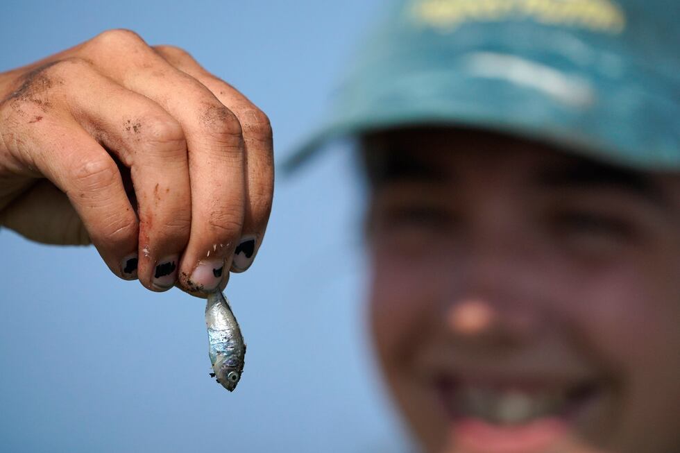 A biologist holds a small fish dropped by an adult puffin near its nesting burrow on Eastern...