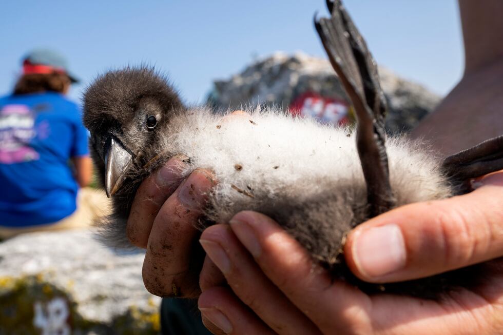 A biologist holds a healthy Atlantic puffin chick on Eastern Egg Rock, Maine, Sunday, Aug. 5,...
