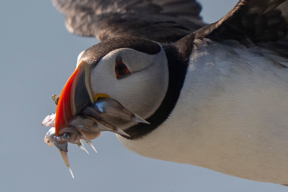 An Atlantic puffin flies with baitfish to feed its chick on Eastern Egg Rock, Maine, Sunday,...