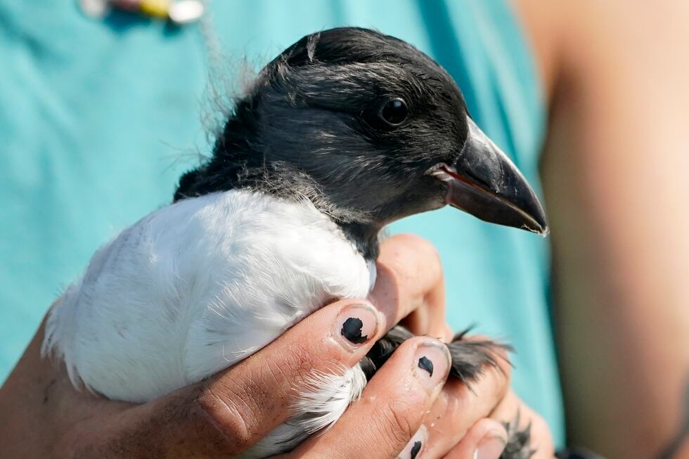 An Atlantic puffin chick is held by a biologist before being measured and banded on Eastern...